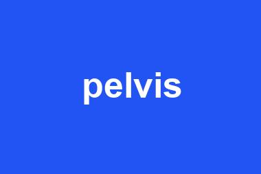 pelvis