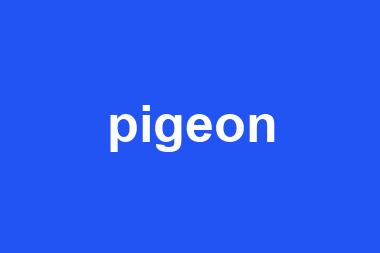 pigeon