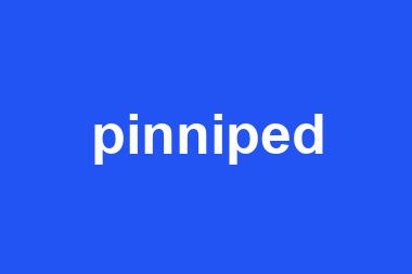 pinniped