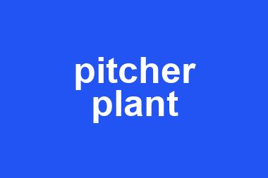 pitcher plant