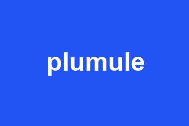 plumule