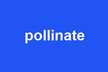 pollinate