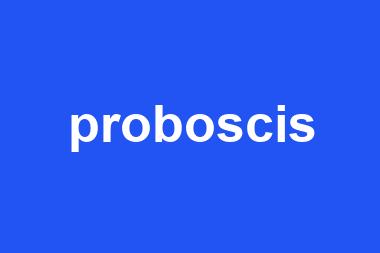 proboscis