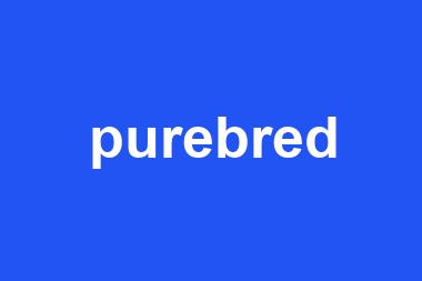 purebred