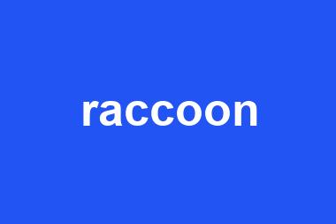 raccoon