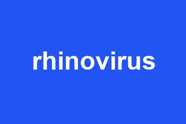 rhinovirus