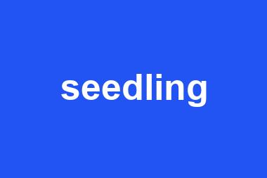 seedling