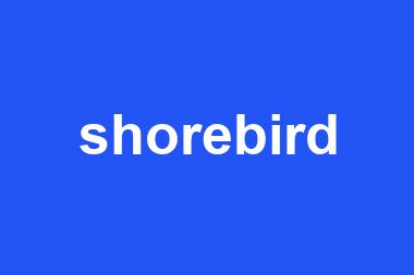 shorebird