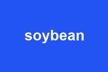 soybean