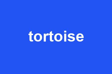 tortoise