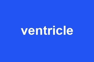 ventricle