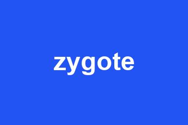 zygote